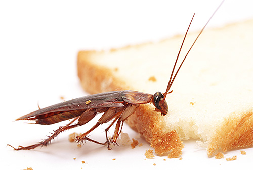 La blatte rousse est l'un des insectes nuisibles domestiques les plus répandus. La blatte rousse est l'un des insectes nuisibles domestiques les plus répandus.