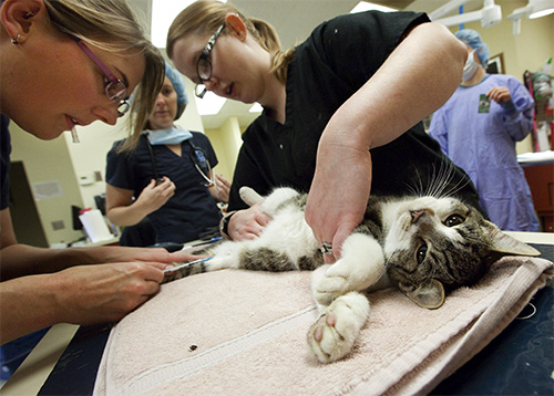 Des médecins sauvent un chat... Des médecins sauvent un chat...