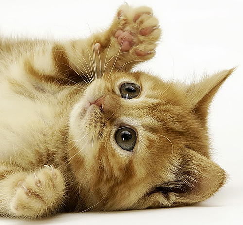 Pour les petits chatons, une piqûre de guêpe peut être mortelle... Pour les petits chatons, une piqûre de guêpe peut être mortelle...