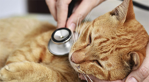 Les médicaments pour traiter le chat doivent être choisis par un vétérinaire ; il ne faut pas faire preuve d'une autonomie excessive. Les médicaments pour traiter le chat doivent être choisis par un vétérinaire ; il ne faut pas faire preuve d'une autonomie excessive.