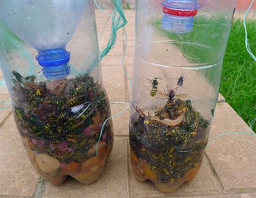 Apprenez à fabriquer un piège à guêpes simple mais très efficace à partir d'une bouteille en plastique ordinaire.