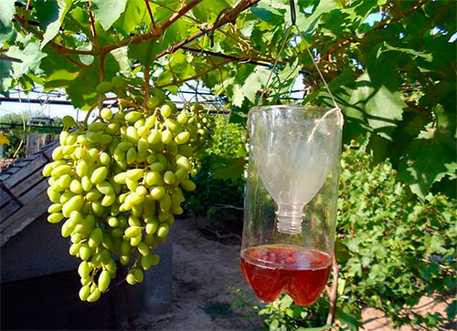 Ces pièges à guêpes sont pratiques à suspendre aux branches des arbres ou de la vigne.