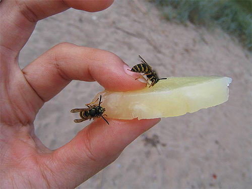 Parfois, la réaction de l'organisme au venin de l'insecte peut être si rapide que l'on n'a tout simplement pas le temps de prodiguer les soins nécessaires à la victime. Parfois, la réaction de l'organisme au venin de l'insecte peut être si rapide que l'on n'a tout simplement pas le temps de prodiguer les soins nécessaires à la victime.