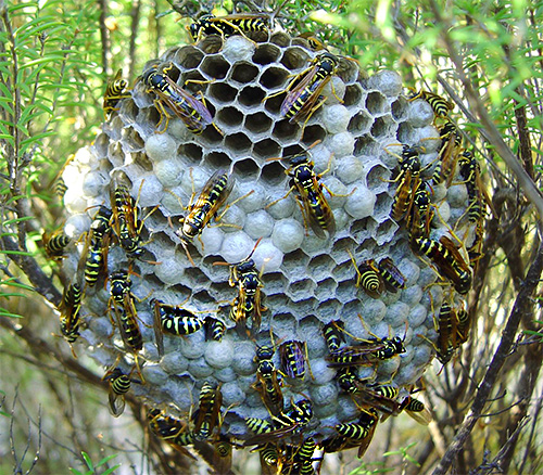 En cas de piqûres multiples de guêpes, des conséquences graves peuvent survenir même chez les personnes peu sensibles aux venins d'insectes. En cas de piqûres multiples de guêpes, des conséquences graves peuvent survenir même chez les personnes peu sensibles aux venins d'insectes.