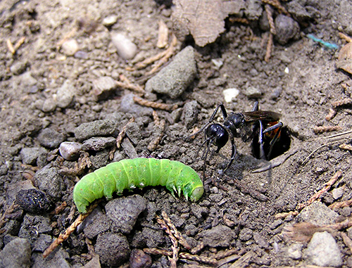 Photographie d'une guêpe de route attaquant une chenille Photographie d'une guêpe de route attaquant une chenille