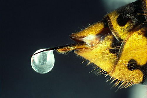 Photographie du dard d'une guêpe avec une goutte de venin à son extrémité. Photographie du dard d'une guêpe avec une goutte de venin à son extrémité.