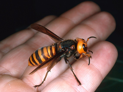 Frelon japonais (Vespa mandarina japonica) Frelon japonais (Vespa mandarina japonica)