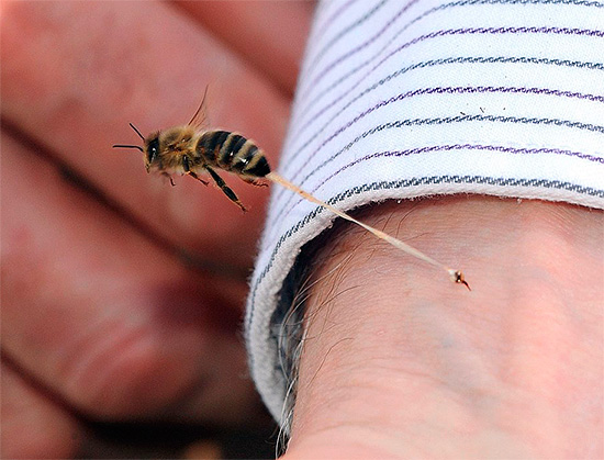 Le venin d'abeille est un allergène puissant Le venin d'abeille est un allergène puissant