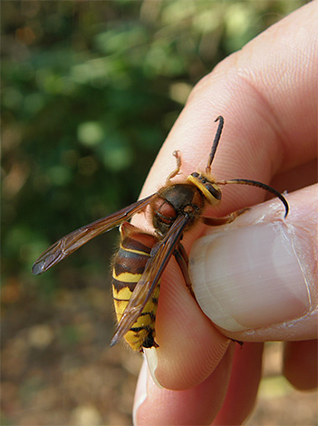 L'intensité de la réaction allergique de l'organisme à la piqûre d'un insecte spécifique dépend de la présence dans le sang de la personne d'anticorps correspondants. L'intensité de la réaction allergique de l'organisme à la piqûre d'un insecte spécifique dépend de la présence dans le sang de la personne d'anticorps correspondants.