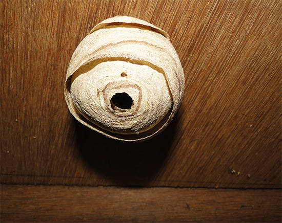 Sur un plafond plat, vous pouvez détruire le nid à l'aide d'un seau d'eau, en noyant effectivement les insectes.