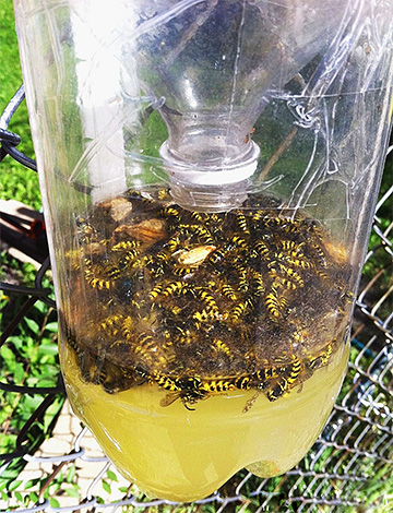 Exemple de piège à guêpes fabriqué à partir d'une bouteille en plastique.