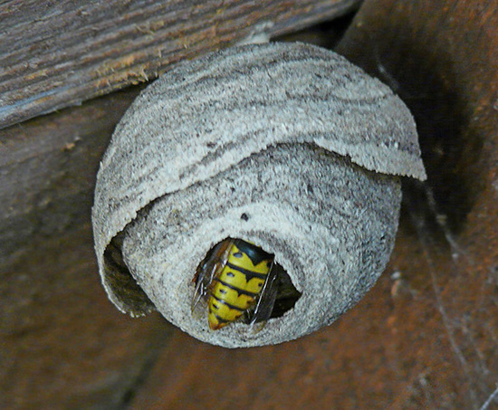 Les guêpes construisent souvent leur nid sous le plafond des constructions de jardin.