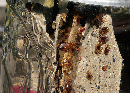 L'utilisation dans le Xulate Micro de trois insecticides simultanément empêche la population d'insectes de développer une résistance au produit. L'utilisation dans le Xulate Micro de trois insecticides simultanément empêche la population d'insectes de développer une résistance au produit.
