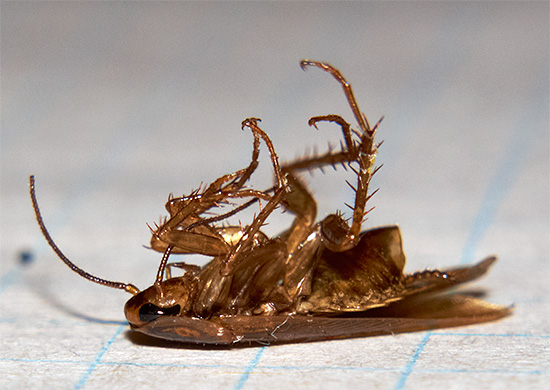 Les particules actives des insecticides resteront présentes sur les surfaces traitées pendant longtemps. Les particules actives des insecticides resteront présentes sur les surfaces traitées pendant longtemps.