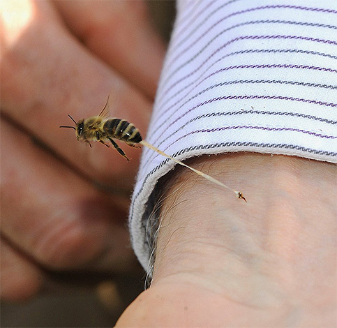 Pour les piqûres de certains insectes, l'efficacité des pommades et des crèmes peut être insuffisante, ce qui dépend aussi largement de la personne elle-même. Pour les piqûres de certains insectes, l'efficacité des pommades et des crèmes peut être insuffisante, ce qui dépend aussi largement de la personne elle-même.