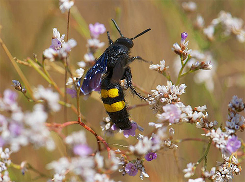 Scolie sur une fleur Scolie sur une fleur