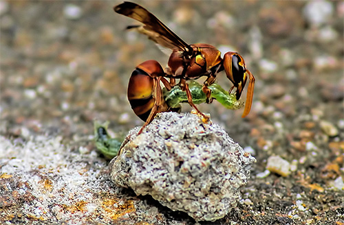 Les particularités anatomiques des guêpes leur permettent d'affronter et de vaincre même les insectes qui sont plus grands qu'elles. Les particularités anatomiques des guêpes leur permettent d'affronter et de vaincre même les insectes qui sont plus grands qu'elles.