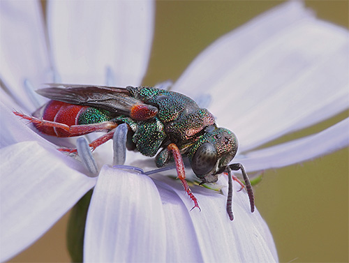 Guêpe dorée (Chrysis ignita) Guêpe dorée (Chrysis ignita)