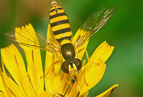 Grâce à sa coloration, la syrphe a une apparence assez menaçante. Grâce à sa coloration, la syrphe a une apparence assez menaçante.