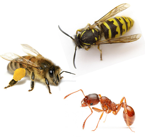 La guêpe, l'abeille et la fourmi représentées sur l'image sont les descendants de guêpes anciennes. La guêpe, l'abeille et la fourmi représentées sur l'image sont les descendants de guêpes anciennes.