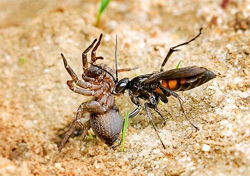 Certaines espèces de guêpes chassent les araignées Certaines espèces de guêpes chassent les araignées