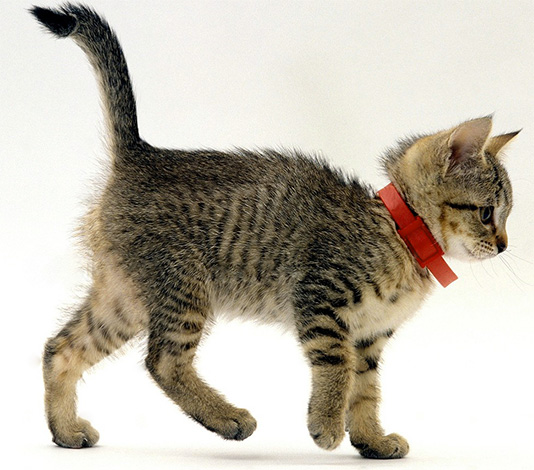 Il est utile de mettre un collier antipuces à l'animal pendant les promenades. Il est utile de mettre un collier antipuces à l'animal pendant les promenades.