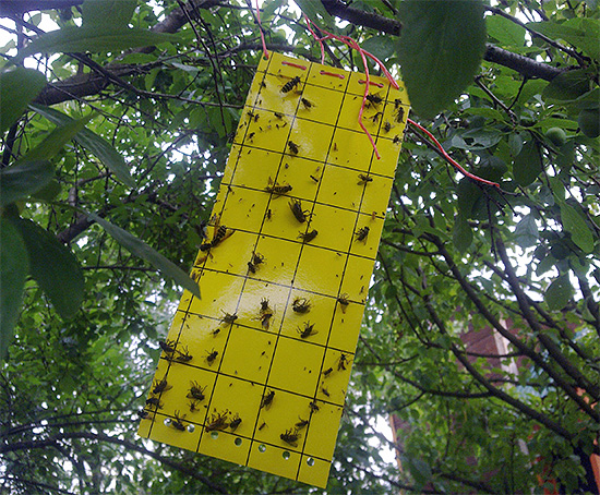 La photo montre un exemple de piège collant pour insectes volants La photo montre un exemple de piège collant pour insectes volants
