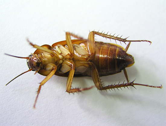 Il ne reste plus qu'à vider périodiquement les insectes morts du piège. Il ne reste plus qu'à vider périodiquement les insectes morts du piège.