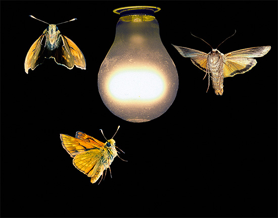 Dans l'obscurité, de nombreux insectes sont attirés par la source de lumière. Dans l'obscurité, de nombreux insectes sont attirés par la source de lumière.