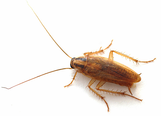 Le produit est également efficace contre les cafards, permettant d'éradiquer complètement leur population dans un appartement, même lorsque d'autres moyens se révèlent inefficaces. Le produit est également efficace contre les cafards, permettant d'éradiquer complètement leur population dans un appartement, même lorsque d'autres moyens se révèlent inefficaces.
