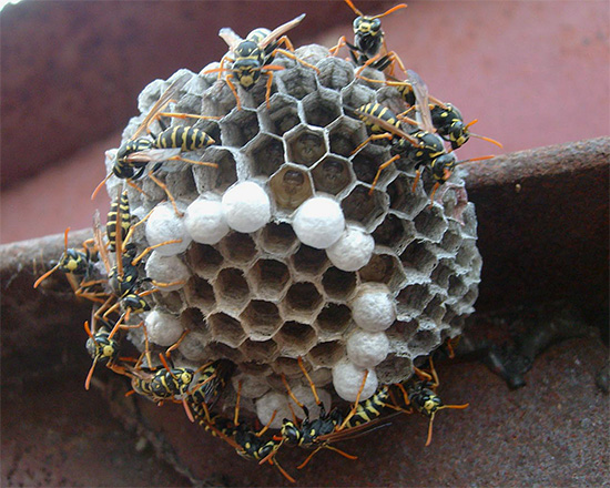 Les piqûres multiples de guêpes ne sont pas rares et se produisent souvent lorsque l'on tente de se débarrasser du nid de ces insectes. Les piqûres multiples de guêpes ne sont pas rares et se produisent souvent lorsque l'on tente de se débarrasser du nid de ces insectes.