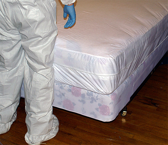 Lors de l'élimination des parasites, toutes les surfaces potentiellement infestées seront traitées. Il est donc conseillé d'en faciliter l'accès au préalable. Lors de l'élimination des parasites, toutes les surfaces potentiellement infestées seront traitées. Il est donc conseillé d'en faciliter l'accès au préalable.