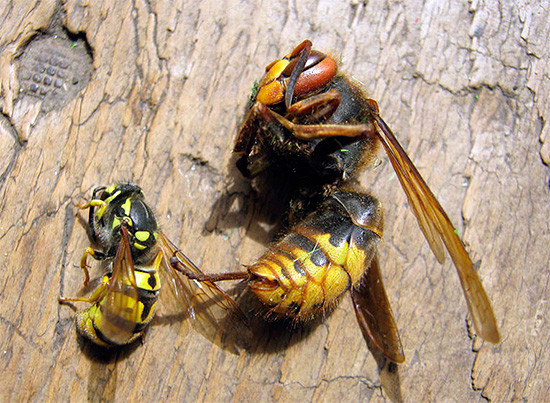 La plupart des insecticides modernes ont un large spectre d'action, détruisant presque aussi efficacement les guêpes, les frelons, les mouches, les fourmis et de nombreux autres insectes. La plupart des insecticides modernes ont un large spectre d'action, détruisant presque aussi efficacement les guêpes, les frelons, les mouches, les fourmis et de nombreux autres insectes.