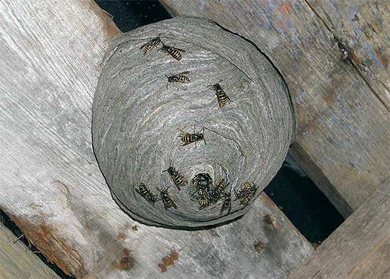 La photo montre un nid de guêpes situé dans le grenier d'une maison en bois. La photo montre un nid de guêpes situé dans le grenier d'une maison en bois.