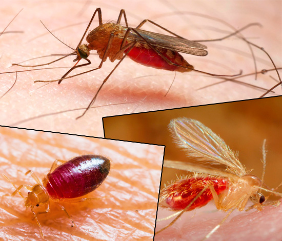Les piqûres de différents types d'insectes diffèrent considérablement les unes des autres en apparence, et les photos ci-dessous le montrent clairement... Les piqûres de différents types d'insectes diffèrent considérablement les unes des autres en apparence, et les photos ci-dessous le montrent clairement...