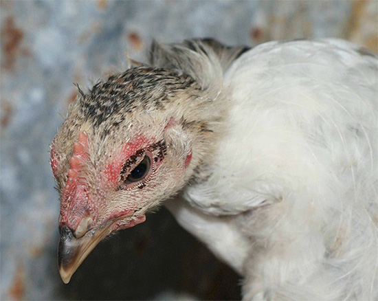 Sur l'oiseau sur la photo, on voit un amas d'un grand nombre de puces de poule autour de l'œil. Sur l'oiseau sur la photo, on voit un amas d'un grand nombre de puces de poule autour de l'œil.