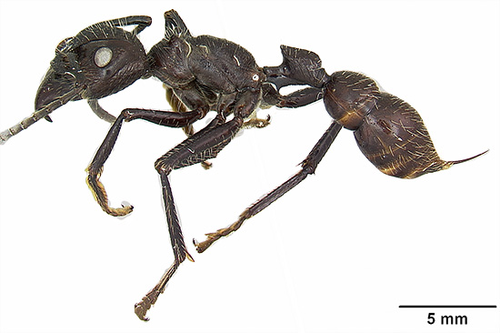 La fourmi sud-américaine Paraponera clavata - ses piqûres sont considérées comme parmi les plus douloureuses chez les insectes en général. La fourmi sud-américaine Paraponera clavata - ses piqûres sont considérées comme parmi les plus douloureuses chez les insectes en général.