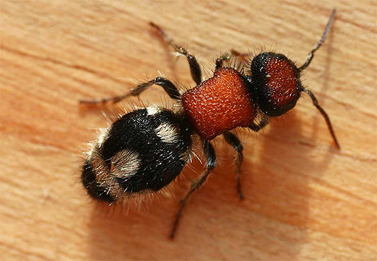 Guêpe de la famille des Mutillidae. Guêpe mutille