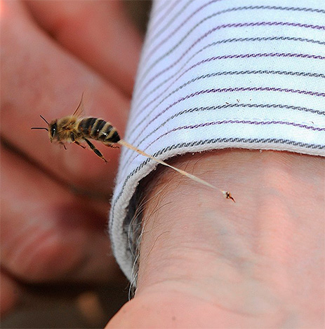 La piqûre d'abeille est considérée comme bénéfique pour la santé, mais, curieusement, personne n'essaie de se soigner avec du venin de guêpe. La piqûre d'abeille est considérée comme bénéfique pour la santé, mais, curieusement, personne n'essaie de se soigner avec du venin de guêpe.