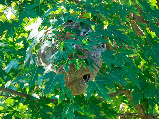 Nid de frelons sur un arbre Nid de frelons sur un arbre