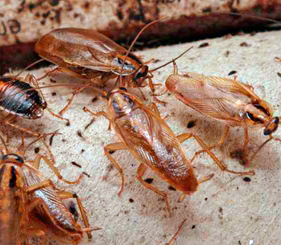 Lorsque vous éliminez les cafards, portez une attention particulière aux endroits où les insectes pourraient s'accumuler et à leurs voies de déplacement.