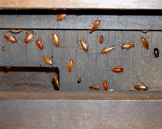 Si le nombre de cafards dans l'appartement est très élevé, il faut les exterminer de manière globale, sans se limiter à l'achat d'un seul produit insecticide.