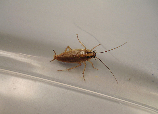 En présence d'un petit nombre de blattes dans une pièce, on peut les éliminer, par exemple, en combinant judicieusement un gel insecticide et des pièges.