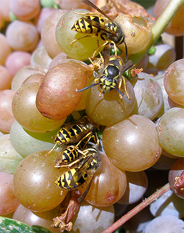 Il existe plusieurs méthodes suffisamment fiables pour protéger la récolte de raisins des dommages causés par les guêpes, et nous examinerons ci-dessous les plus efficaces d'entre elles...