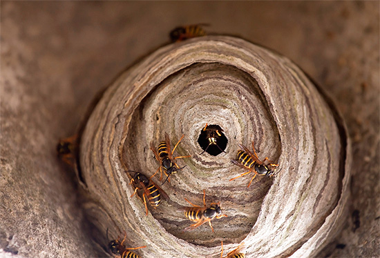 Photographie d'un nid de guêpes
