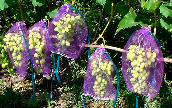 Le filet épais n'entrave pas la croissance de la grappe tout en protégeant les raisins des dommages causés par les guêpes.
