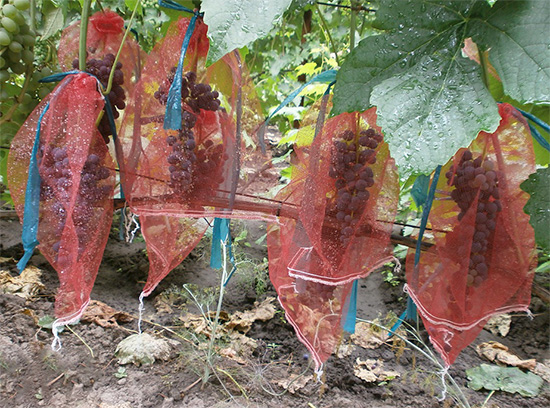 Il faut choisir des sachets de protection avec une marge pour la croissance de la grappe.