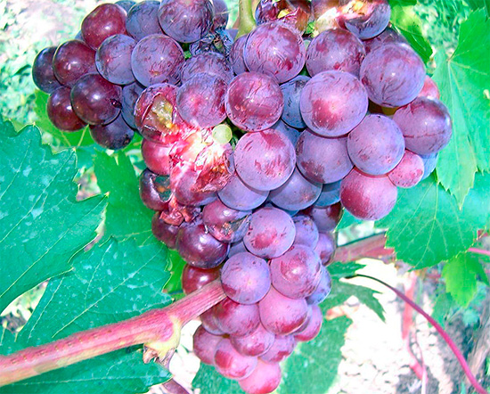 La photo montre une grappe de raisins endommagée par les guêpes.