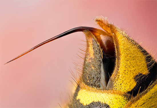 La photo montre le dard d'une guêpe - c'est grâce à lui que l'insecte injecte le venin sous la peau de sa victime.