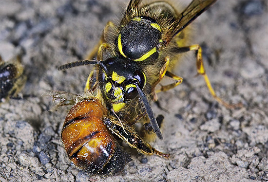 En détruisant massivement les abeilles, les guêpes peuvent causer des dommages très importants au rucher.